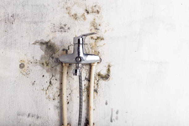 Woodlawn, MD Mold Removal Company