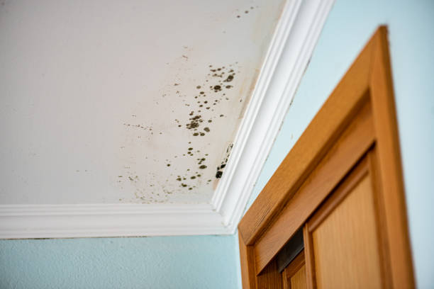 Crawl Space Mold Removal in Woodlawn, MD