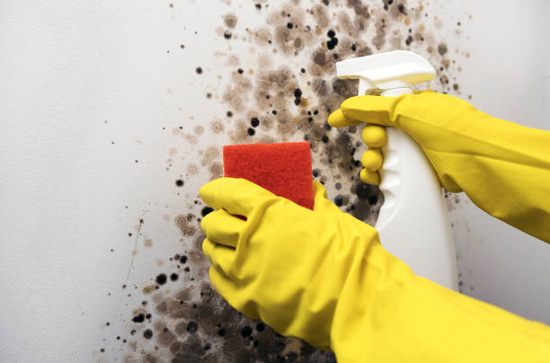 Best Mold Remediation  in Woodlawn, MD