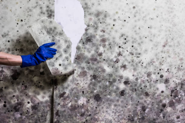 Best Mold Damage Repair  in Woodlawn, MD