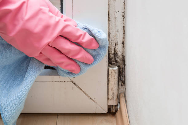 Best Residential Mold Removal  in Woodlawn, MD