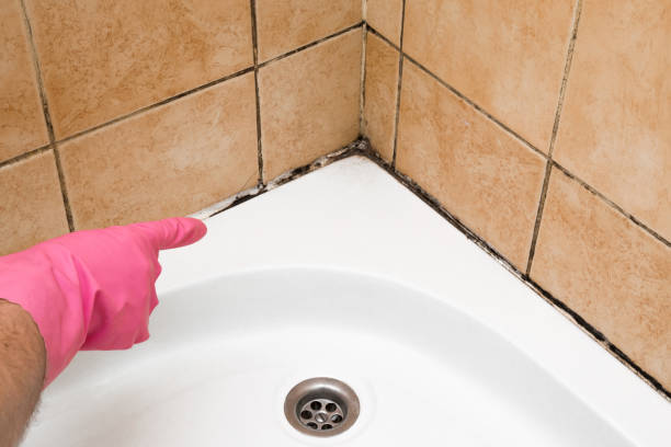 Best Local Mold Removal Service  in Woodlawn, MD